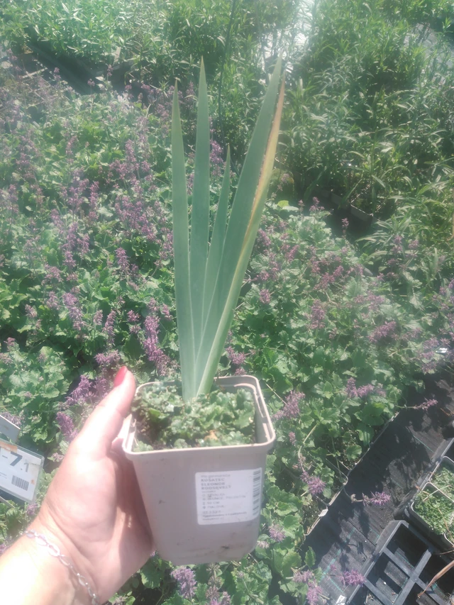 Kosatec Eleonor Roosevelt - 2024