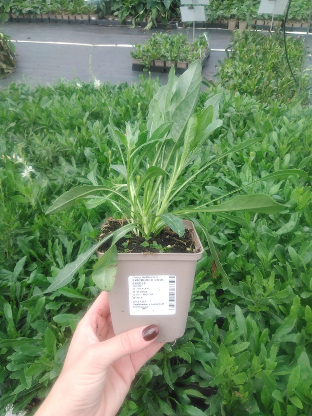 Gaura Cool Breeze - 2024