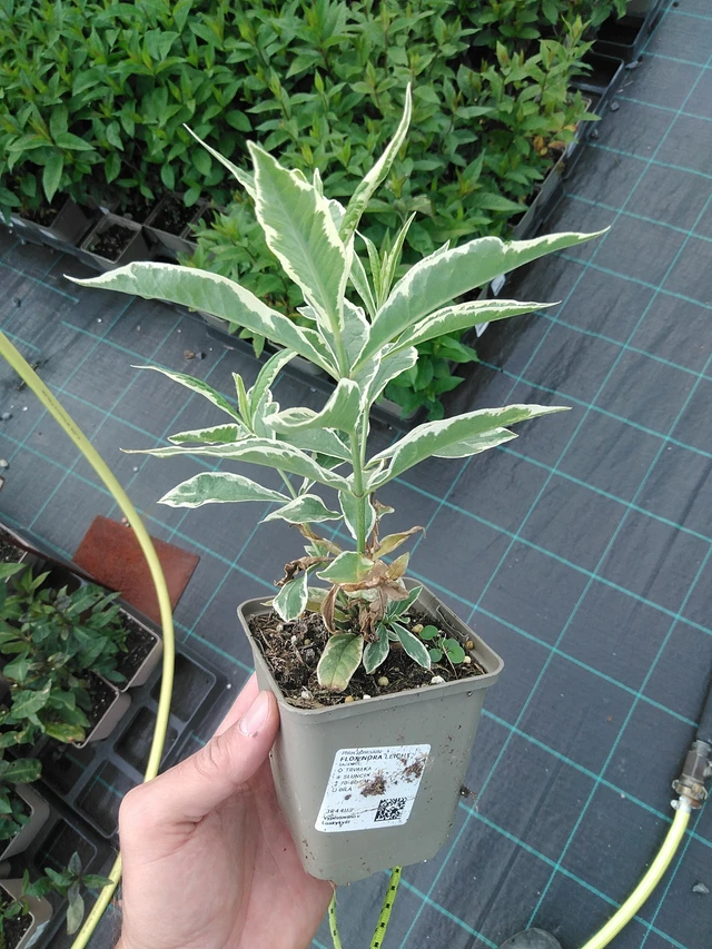 Flox Nora Leight - 24. 6. 2025