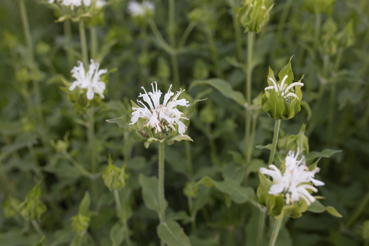 Monarda Schneewittchen, Loukykvět