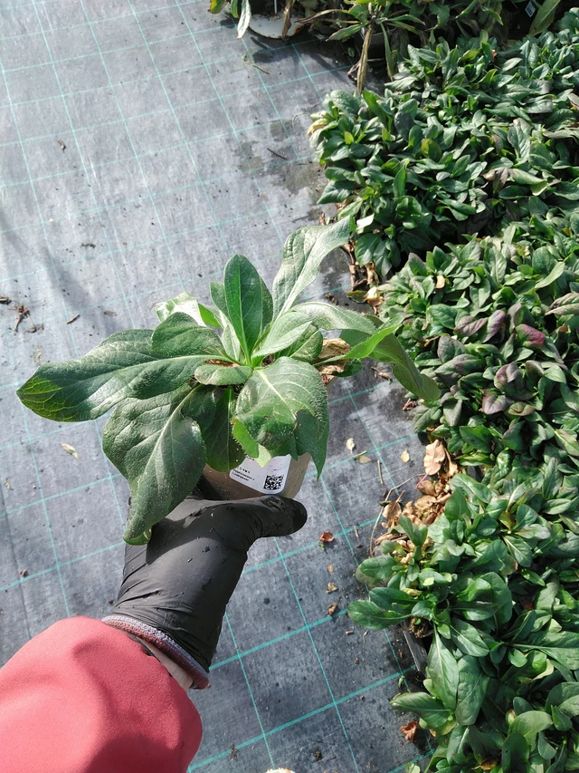 Ruusukaunokki niitty - 31. 10. 2025