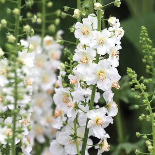 Divizna White Domino, Loukykvět