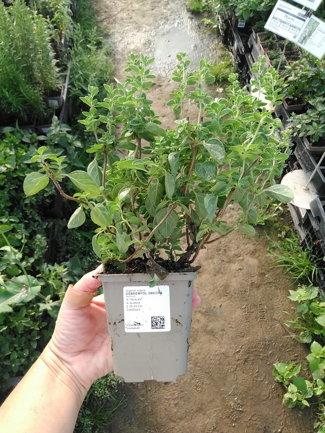 Meirami - 19. 8. 2025