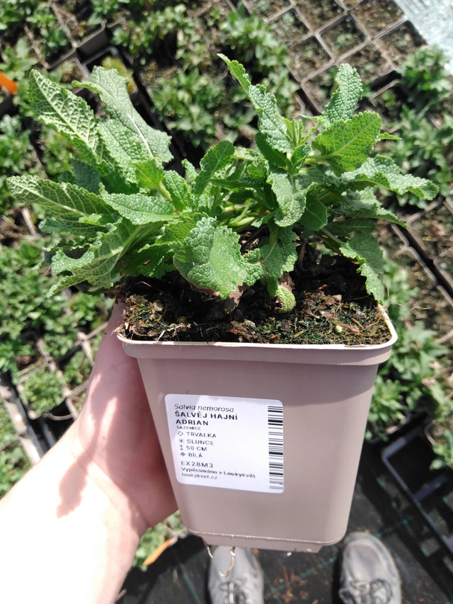 Salvia Adrian - 2024