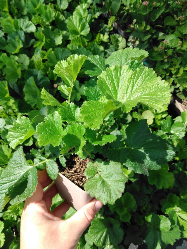 Kuklík Mai Tai - 2024