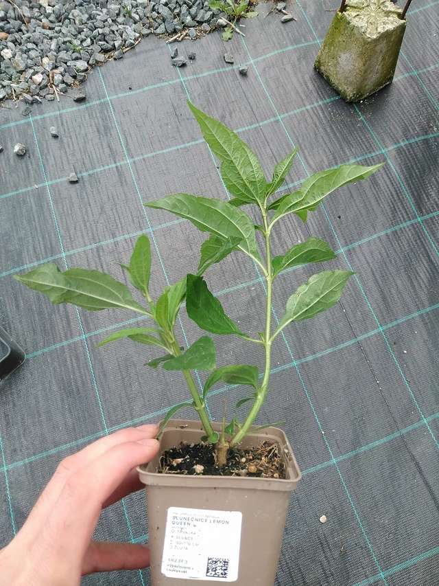 Girasol Lemon Queen - 22. 7. 2025