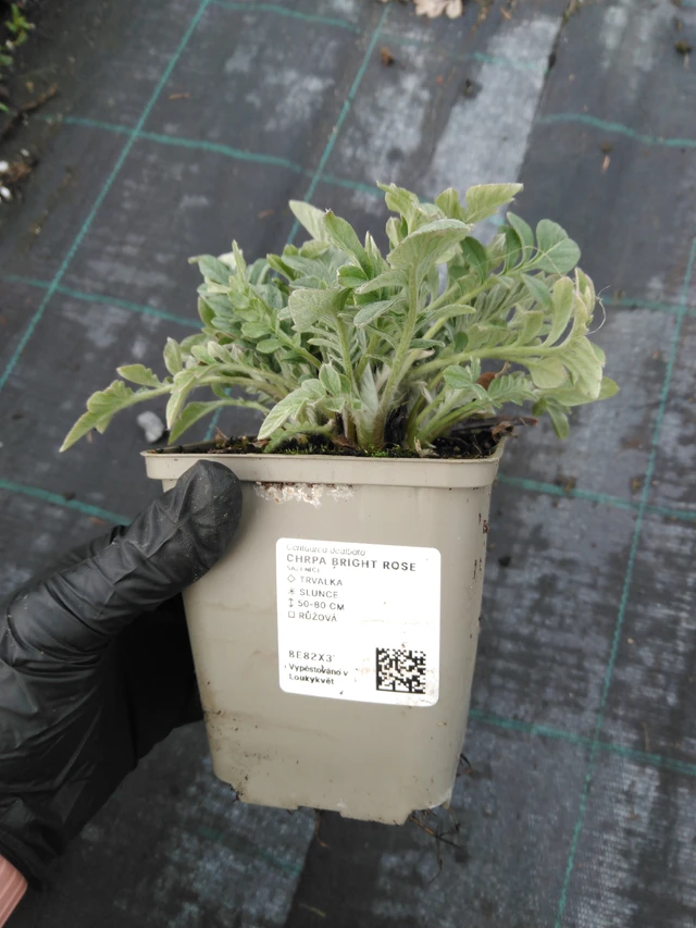 Búzavirág Bright Rose - 1. 4. 2026