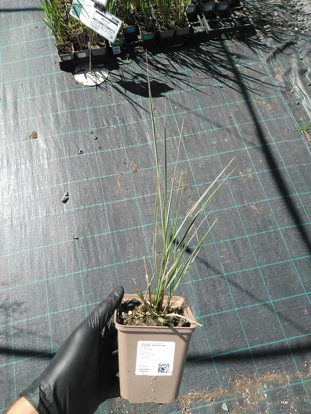 Třtina Overdam - 19. 8. 2025