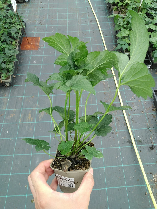 Sasanka japonská Serenade - 28. 7. 2025