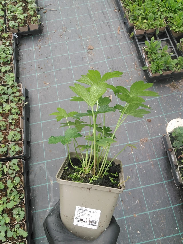 Masterwort Shaggy - 31. 7. 2025