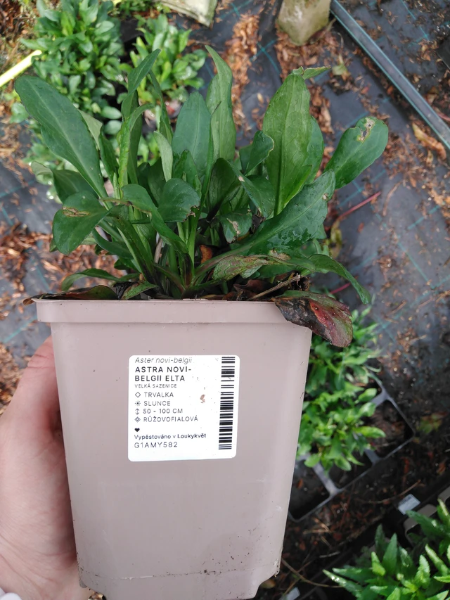 New York Aster Elta - 2024