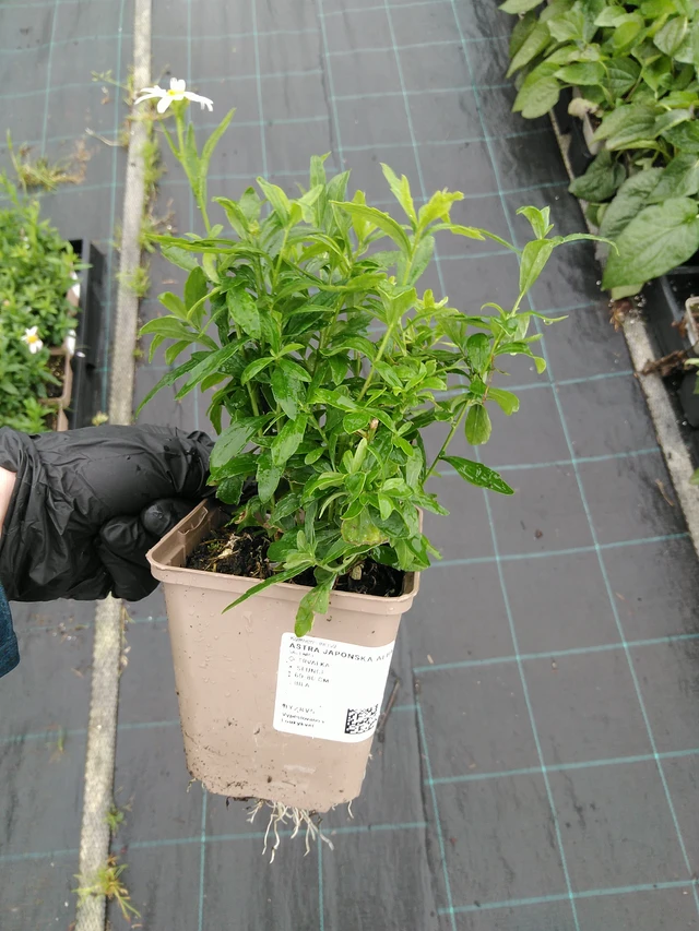 Aster japonés Alba - 10. 9. 2025