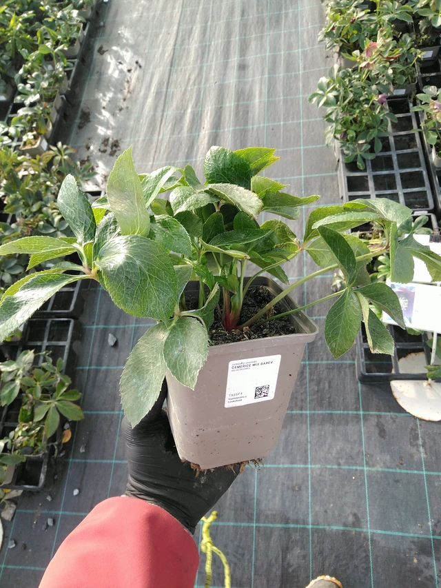 Čemeřice mix barev - 31. 10. 2025