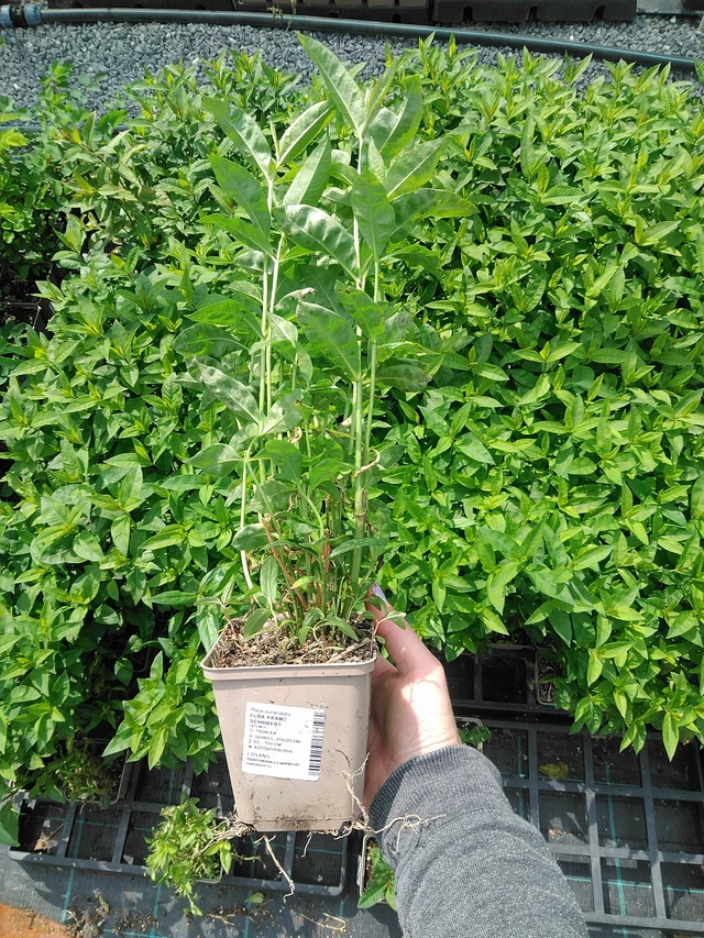 Flox Franz Schubert - 9. 6. 2025