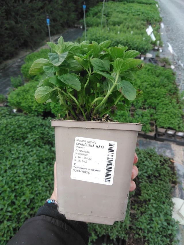 Menta tailandesa - 2024