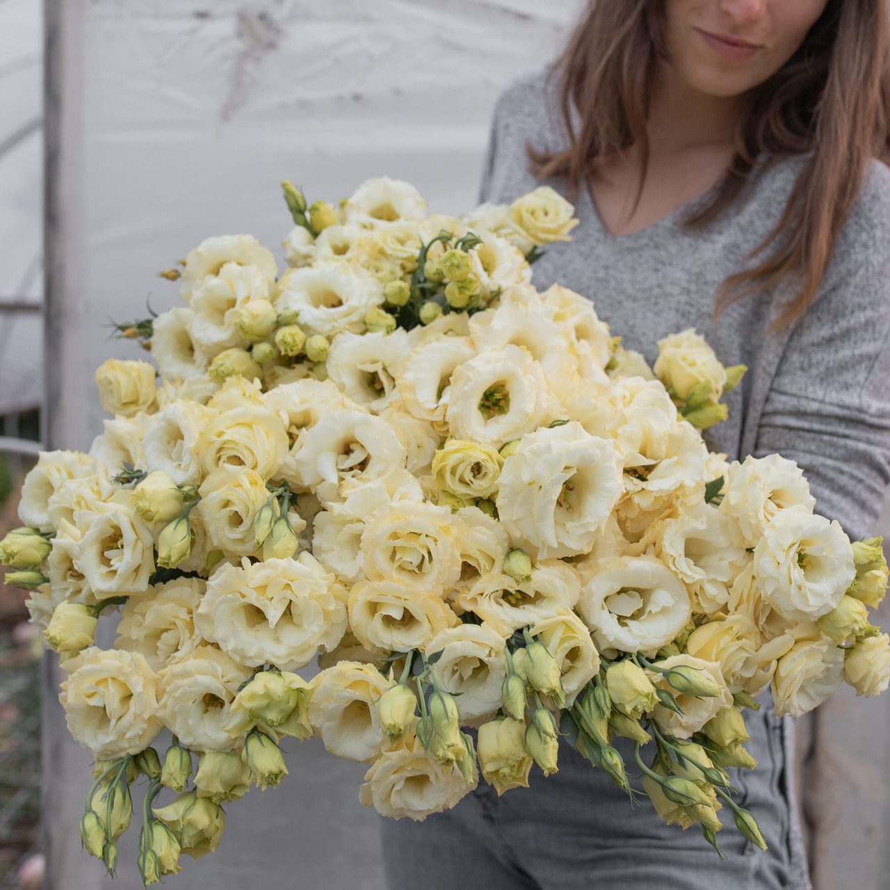 Eustoma Arena 3 Gold, Loukykvět