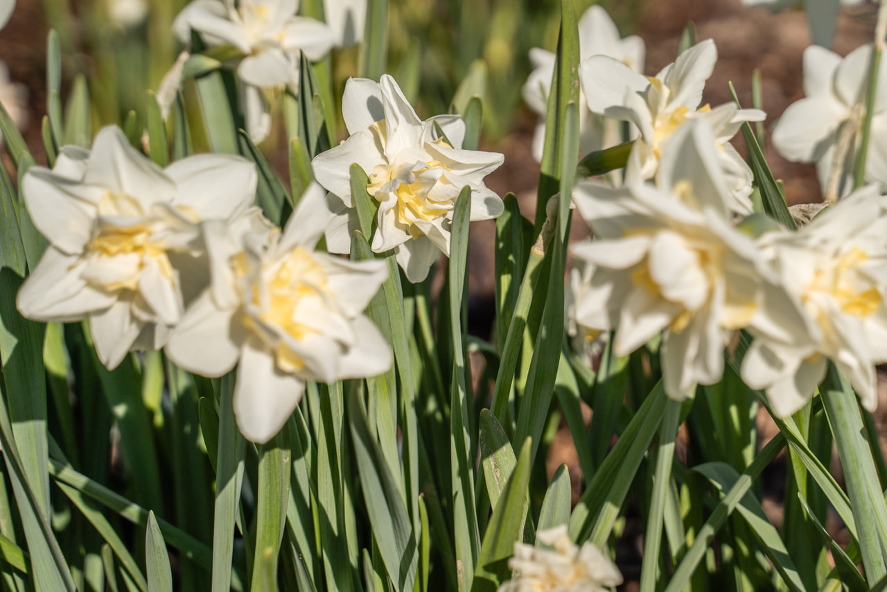 Narcis Pink Champagne, Loukykvět