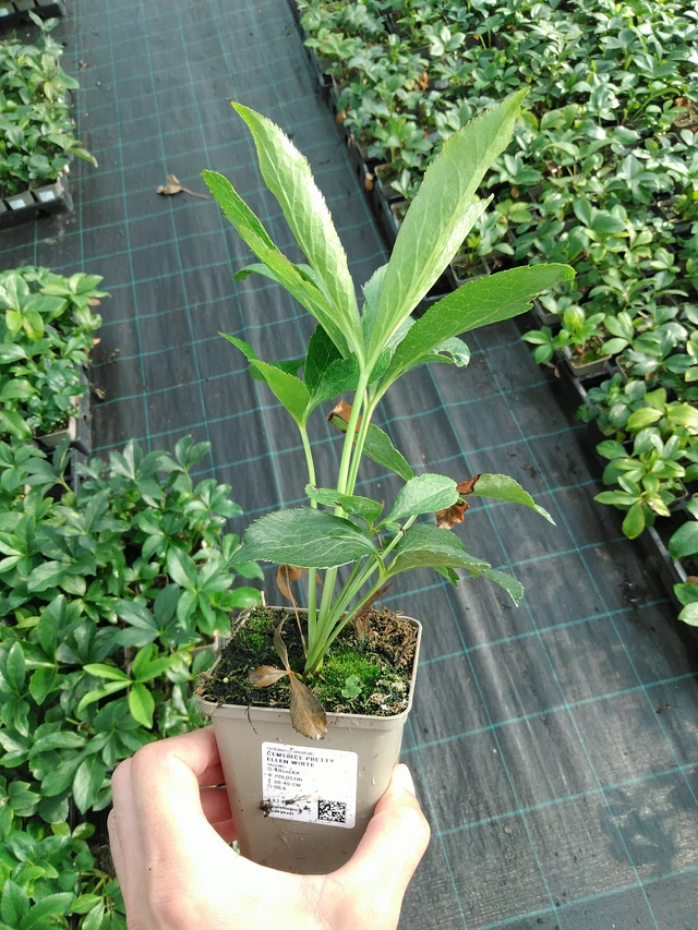 Eléboro Pretty Ellen White - 28. 7. 2025