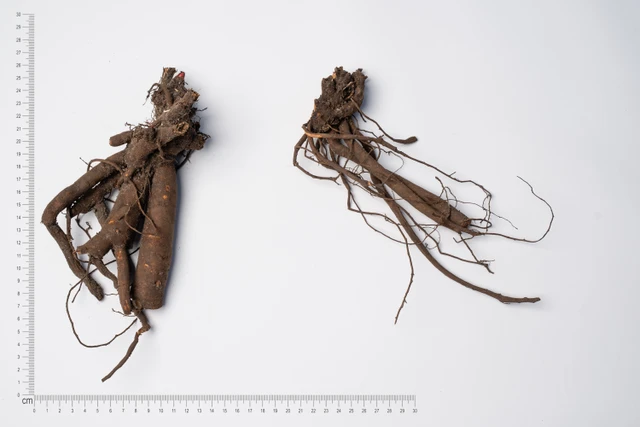 Pivoňka Catharina Fontijn - 2024