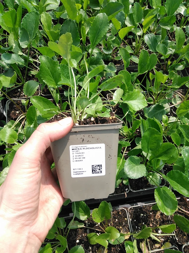 Panicaut plan - 9. 6. 2025