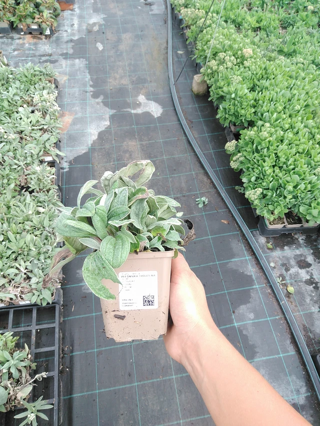 Anaphalis trojžilná - 10. 9. 2025