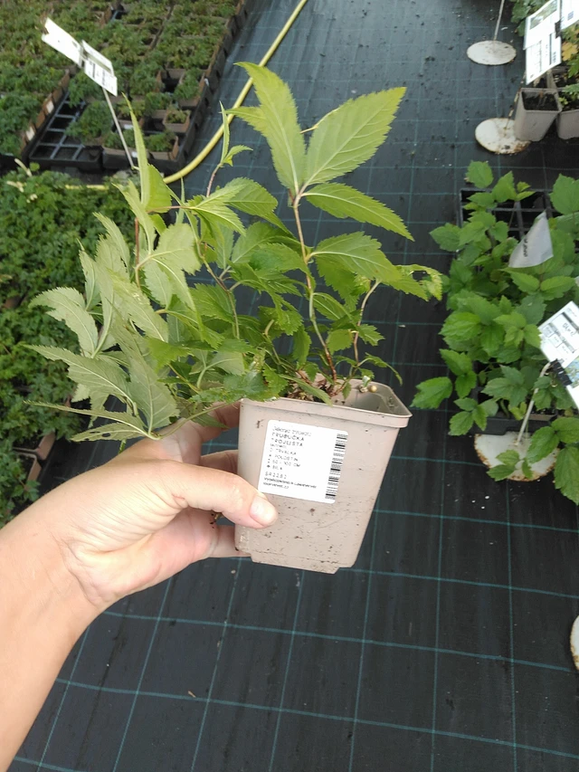 Trubučka trojlistá - 19. 8. 2025