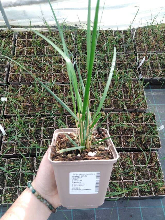 Třtina Karl Förster - 2024