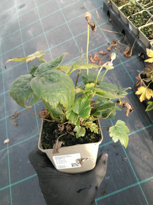 Anemone Prinz Heinrich - 31. 10. 2025