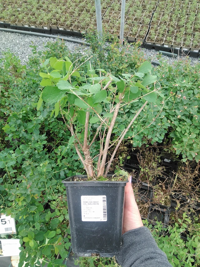 Snowberry Magical Avalanche - 9. 6. 2025