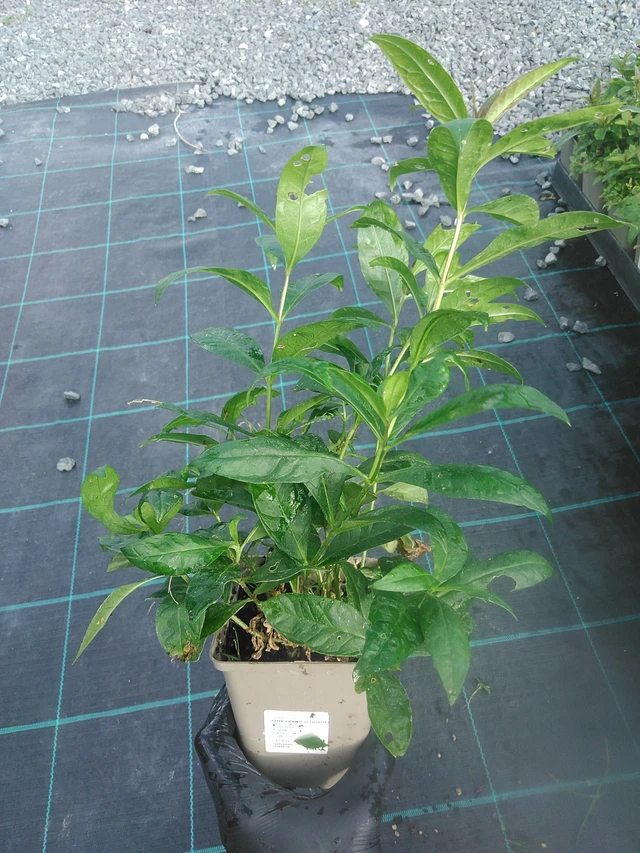 Flox Franz Schubert - 13. 10. 2025