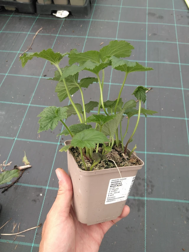 Sasanka japonská Whirlwind - 21. 7. 2025