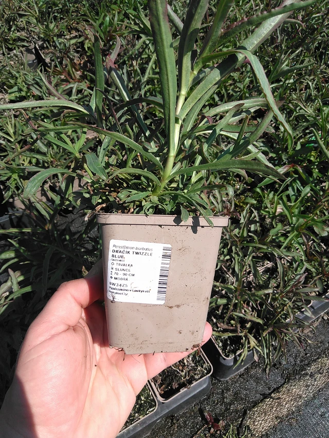 Flor de dragón Twizzle Blue - 13. 5. 2025
