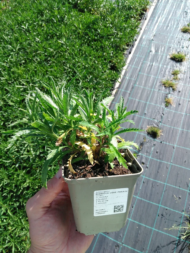 Milenrama Love Parade - 24. 6. 2025