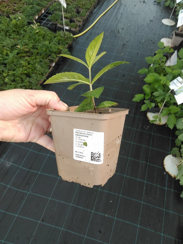 Veronica Adoration - 19. 8. 2025