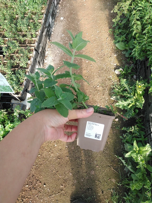 Menta de manzana - 19. 8. 2025