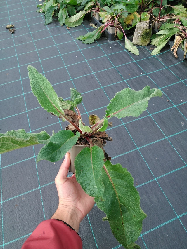 Verbasco Wedding Candles - 28. 7. 2025