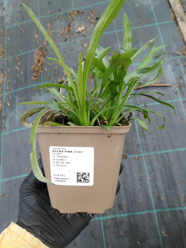 Astra Pink Star - 1. 4. 2026