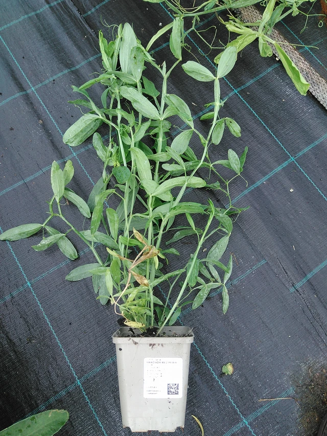 Hajuherne Red Pearl - 29. 7. 2025