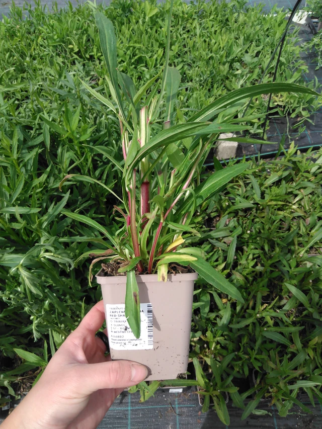 Sneezeweed Helena Red Shades - 2024