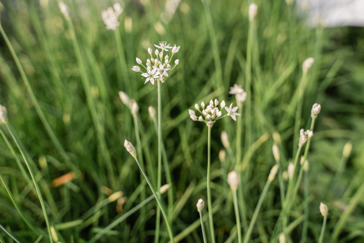 Kínai metélőhagyma, Loukykvět