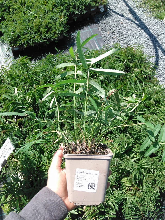 Veriheinä Purple Tails - 13. 5. 2025