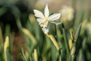 Narcis Thalia, Loukykvět