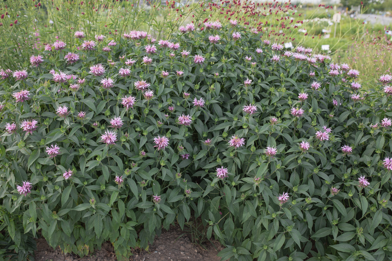 Monarda Beauty of Cobham, Loukykvět