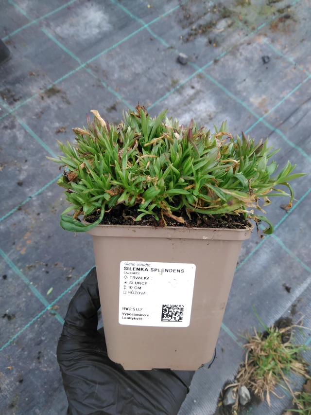 Silenka Splendens - 1. 4. 2026