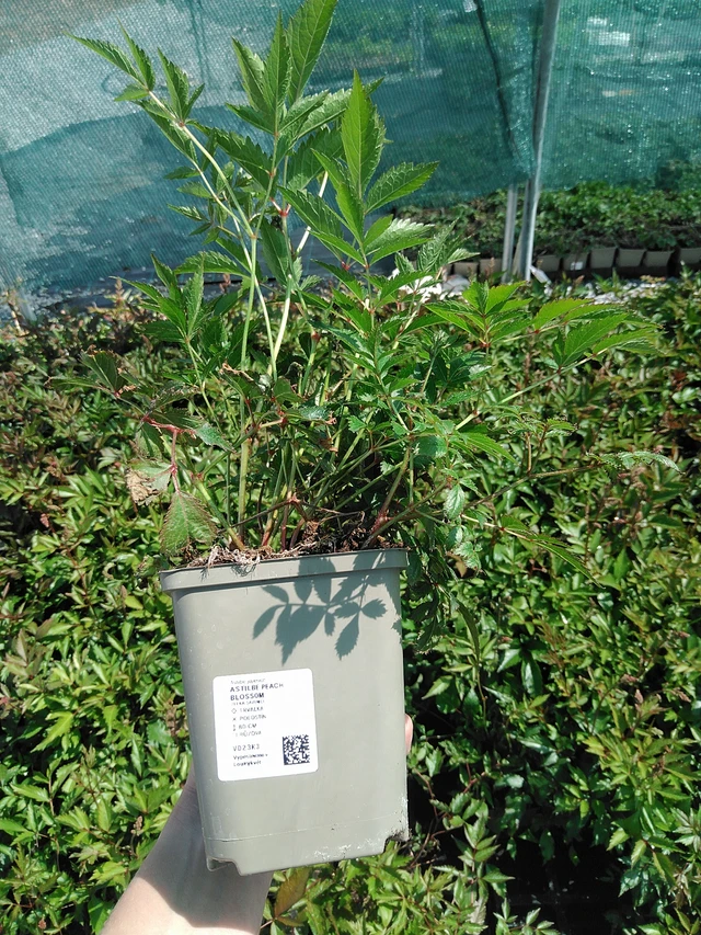 Astilbe Peach Blossom - 13. 5. 2025