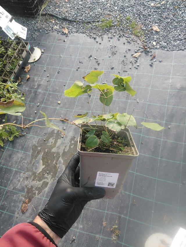 Epimedio Orangekönigin - 13. 10. 2025