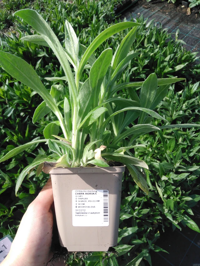 Aciano de montaña - 2024