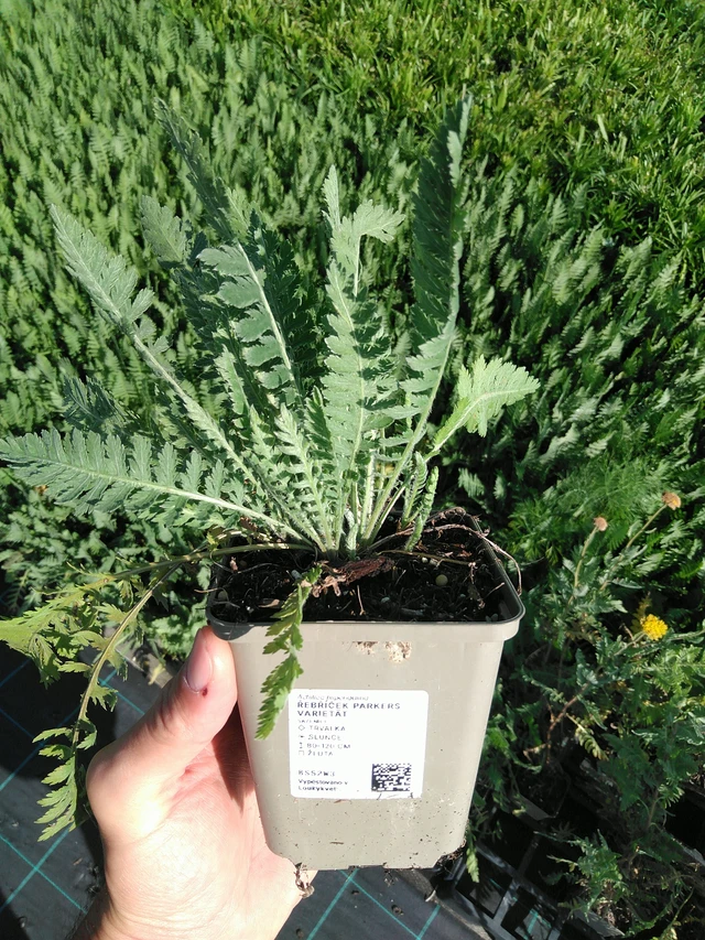 Achillée Parkers Varietät - 24. 6. 2025