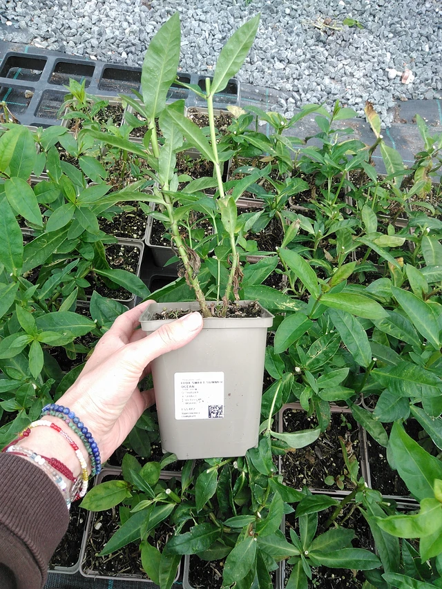 Flox Sweet Summer Ocean - 9. 6. 2025