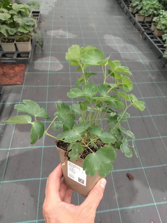 Akvileija Black Barlow - 21. 7. 2025